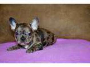 French Bulldog Puppy for sale in Berryville, AR, USA