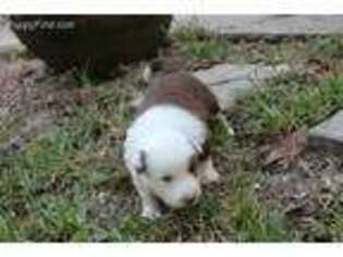 Border Collie Puppy for sale in Brooksville, FL, USA