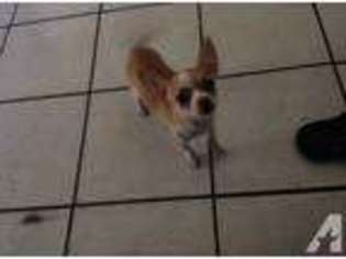 Chihuahua Puppy for sale in ONTARIO, CA, USA