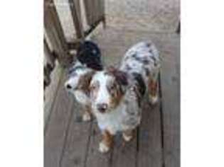 Miniature Australian Shepherd Puppy for sale in Omaha, NE, USA