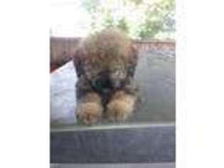 Mutt Puppy for sale in Levittown, NY, USA