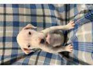 Dogo Argentino Puppy for sale in Kansas City, MO, USA