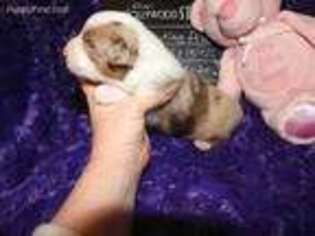 Australian Shepherd Puppy for sale in Murray, KY, USA