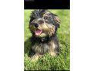 Yorkshire Terrier Puppy for sale in Marysville, OH, USA