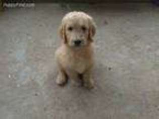 Goldendoodle Puppy for sale in Freetown, IN, USA