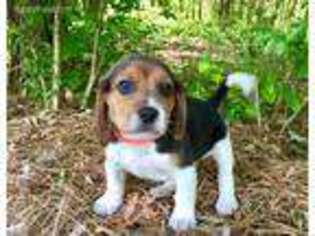 Beagle Puppy for sale in Portland, TN, USA