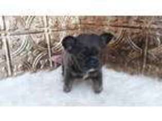 French Bulldog Puppy for sale in Montgomery, IN, USA