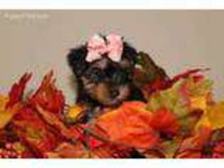 Yorkshire Terrier Puppy for sale in Malvern, PA, USA