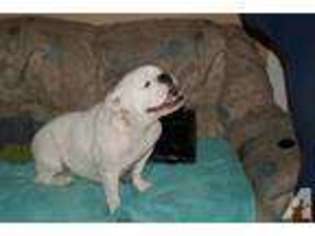 Bulldog Puppy for sale in Coolidge, AZ, USA