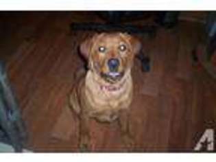 Mutt Puppy for sale in HARPURSVILLE, NY, USA