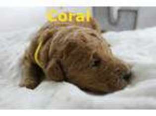 Labradoodle Puppy for sale in Winston Salem, NC, USA