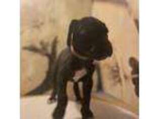 Great Dane Puppy for sale in Channahon, IL, USA