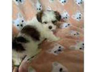 Mal-Shi Puppy for sale in Worcester, MA, USA