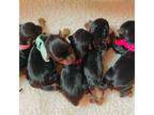 Yorkshire Terrier Puppy for sale in Flemington, NJ, USA
