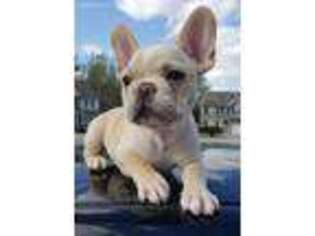 French Bulldog Puppy for sale in Union City, GA, USA