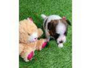 Jack Russell Terrier Puppy for sale in Valrico, FL, USA