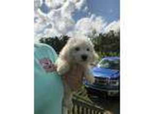 Bichon Frise Puppy for sale in Plant City, FL, USA