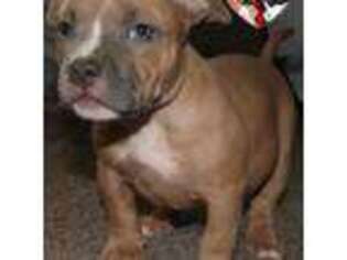 Mutt Puppy for sale in South Milwaukee, WI, USA