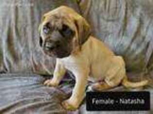 Mastiff Puppy for sale in Rock Hill, SC, USA