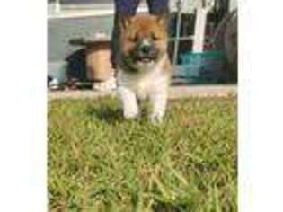 Shiba Inu Puppy for sale in Kissimmee, FL, USA