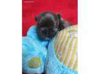 French Bulldog Puppy for sale in Boonsboro, MD, USA