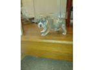 Boerboel Puppy for sale in Winston Salem, NC, USA