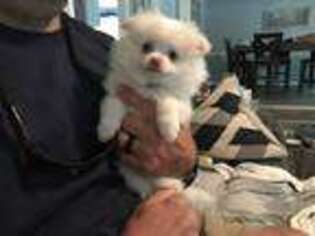 Pomeranian Puppy for sale in Corinth, MS, USA