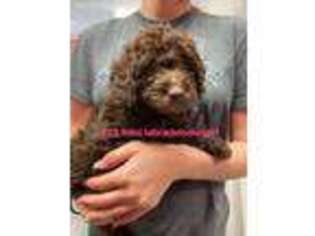 Labradoodle Puppy for sale in Lenoir, NC, USA