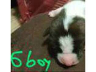 Basenji Puppy for sale in Springville, NY, USA