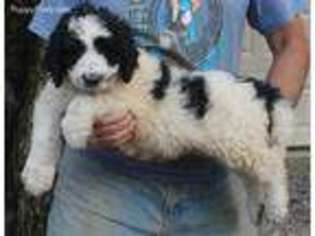 Saint Berdoodle Puppy for sale in Georgetown, OH, USA