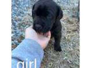 Great Dane Puppy for sale in Independence, VA, USA