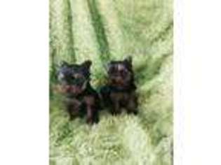 Yorkshire Terrier Puppy for sale in WAXAHACHIE, TX, USA