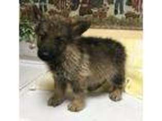 German Shepherd Dog Puppy for sale in Lancaster, OH, USA