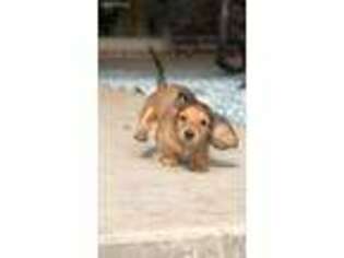 Dachshund Puppy for sale in College Station, TX, USA