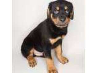 Rottweiler Puppy for sale in Waldorf, MD, USA