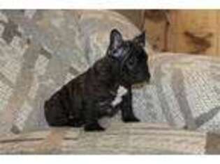 French Bulldog Puppy for sale in Georgetown, OH, USA