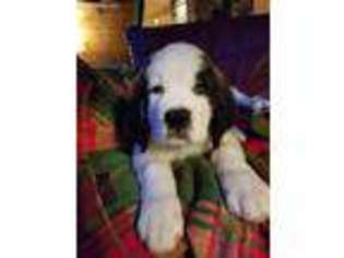 Saint Bernard Puppy for sale in Hedgesville, WV, USA