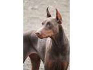 Doberman Pinscher Puppy for sale in Front Royal, VA, USA