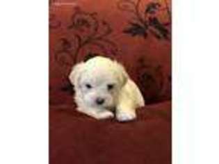 Maltese Puppy for sale in Lake Orion, MI, USA