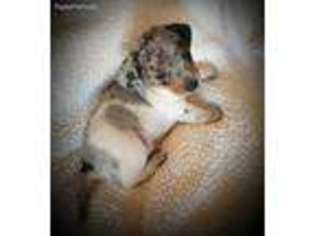 Dachshund Puppy for sale in Surprise, AZ, USA