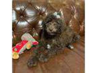 Labradoodle Puppy for sale in Beaumont, TX, USA
