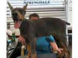Doberman Pinscher Puppy for sale in Lindale, TX, USA