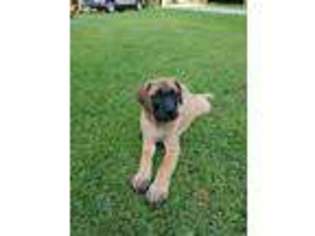 Mastiff Puppy for sale in Clarksville, TN, USA