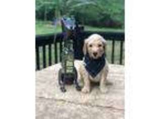 Goldendoodle Puppy for sale in Morgantown, IN, USA