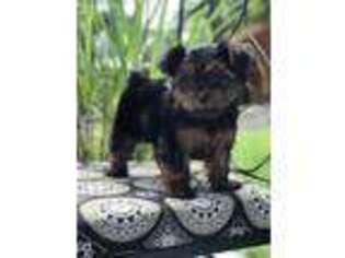 Yorkshire Terrier Puppy for sale in Crestview, FL, USA