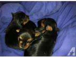 Yorkshire Terrier Puppy for sale in HOWARDSTOWN, KY, USA