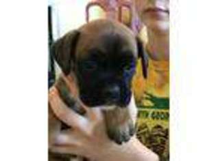 Boxer Puppy for sale in Jasper, GA, USA