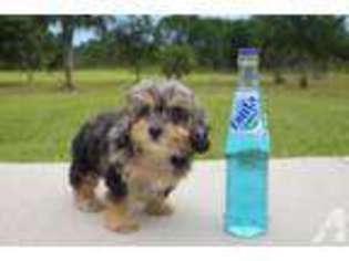 Yorkshire Terrier Puppy for sale in VENICE, FL, USA