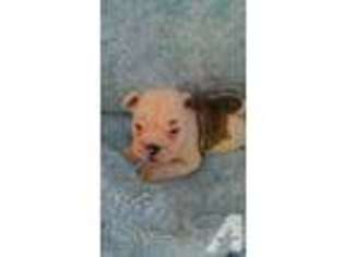 Bulldog Puppy for sale in CARNEGIE, PA, USA