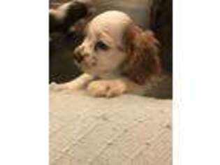 Cocker Spaniel Puppy for sale in Yantis, TX, USA